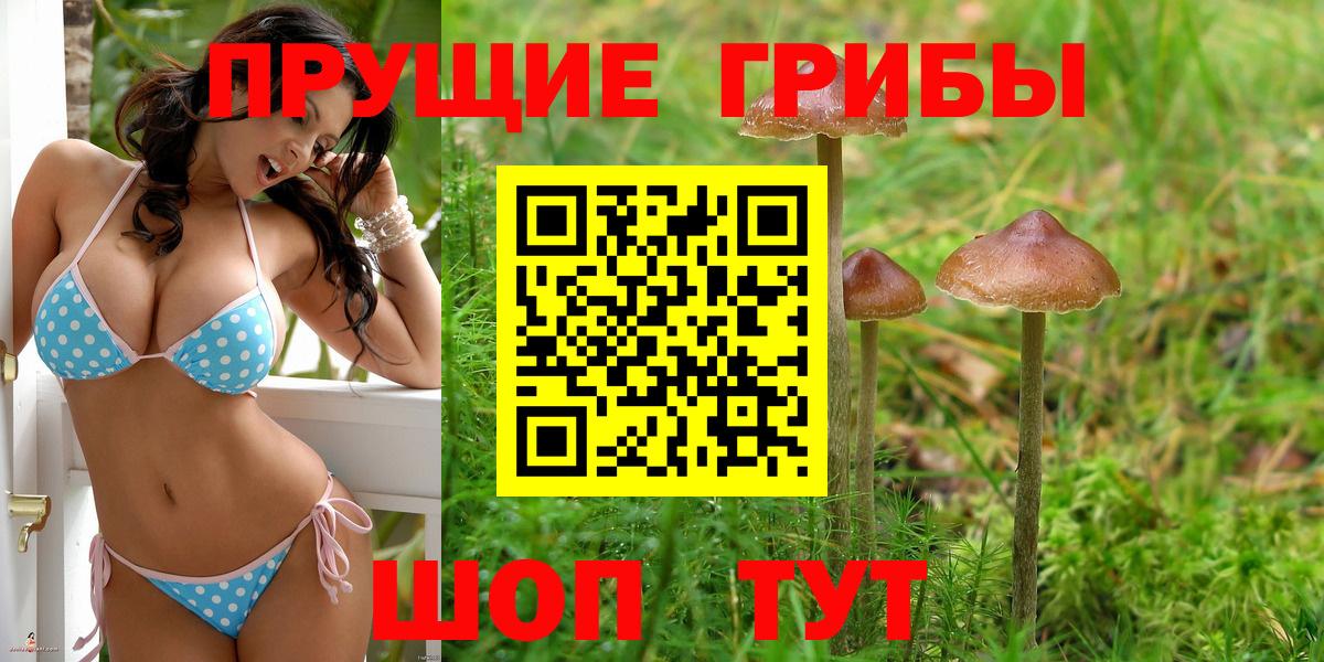 магазин продажи наркотиков  Гусев  Псилоцибиновые грибы GOLDEN TEACHER 